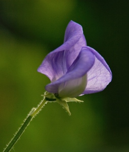 Sweet Pea