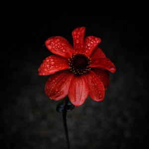  CH …..  Simply red 