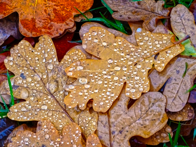 Wet Leaves