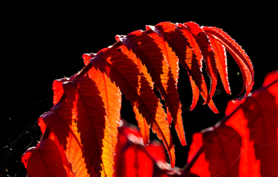 Sumac Leaves
