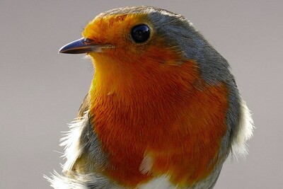 Redbreast