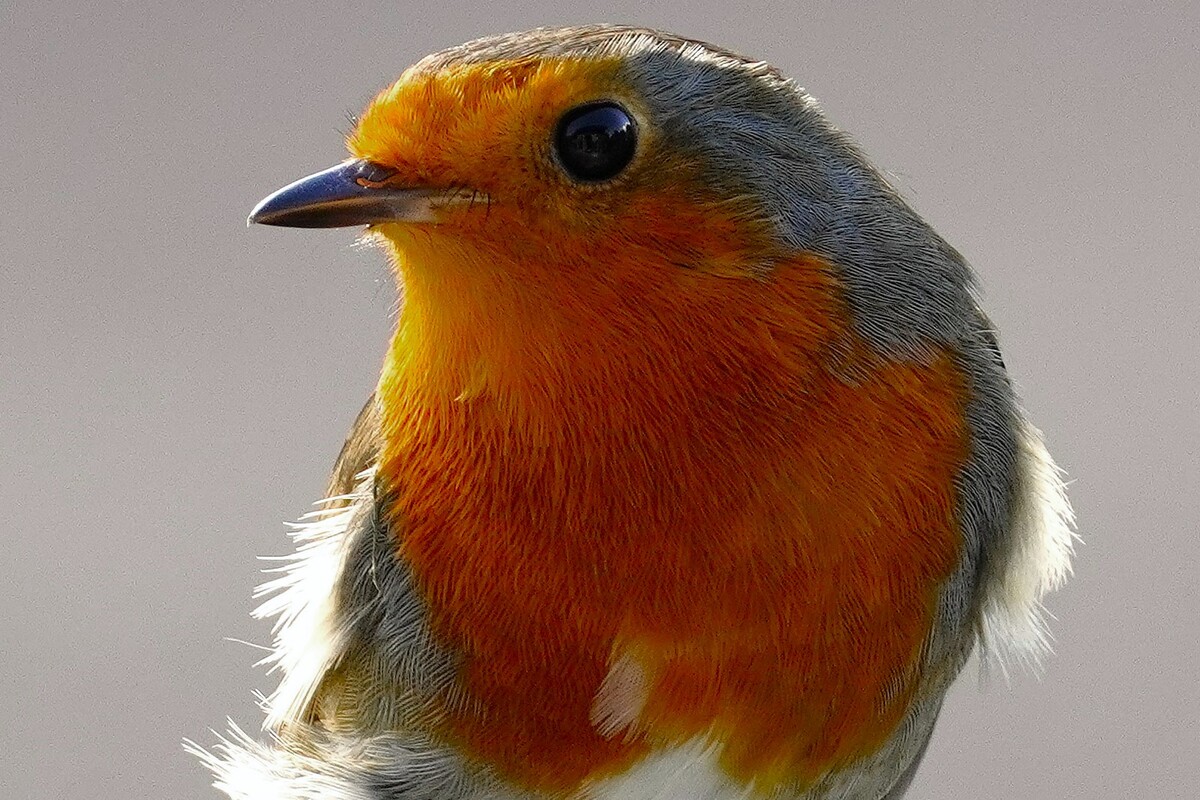 Redbreast