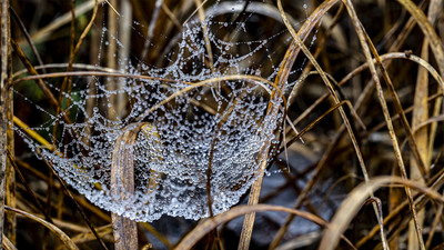 Spiders web covered in water droplets
