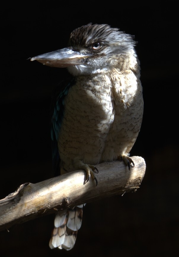 Kookaburra
