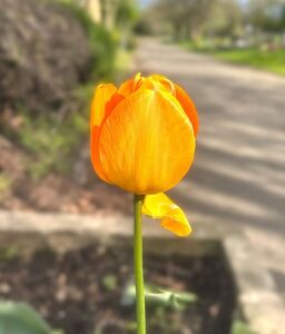 Tulip