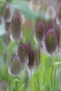 Bunny Tails