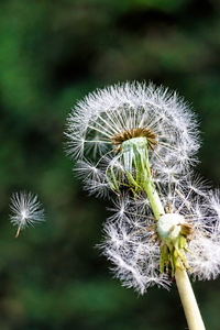 Dandilions