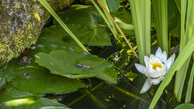 Life in our Garden Pond
