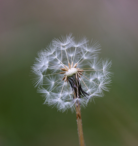 Dandelion Close Up