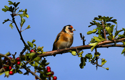 Goldfinch