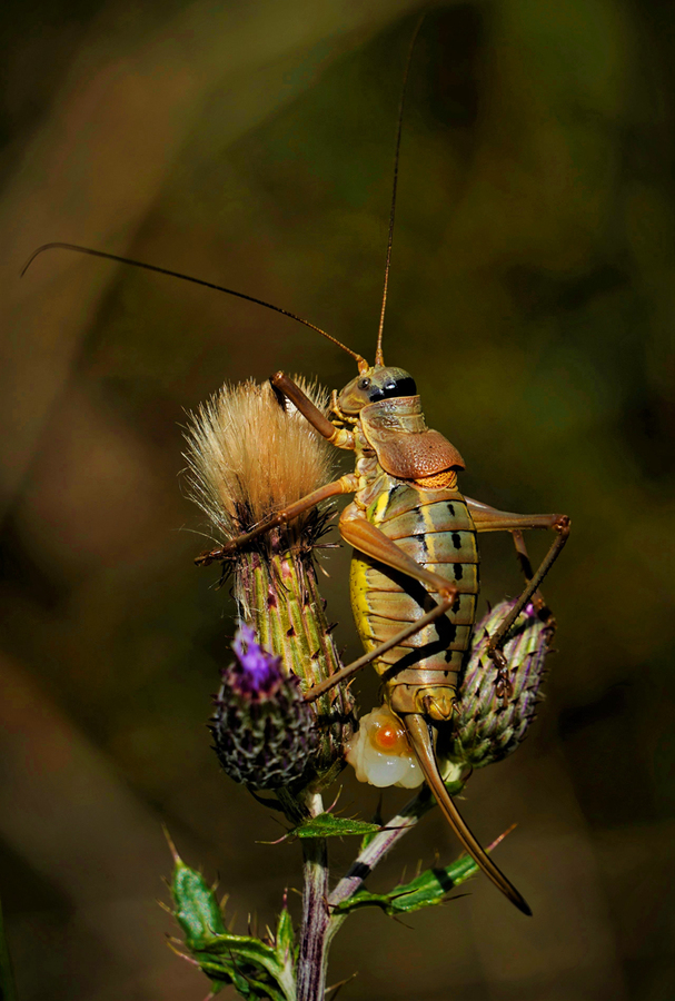 Locust