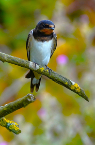 Swallow at Dusk