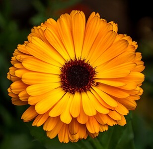 Part 1 winner: Marigold by Glynnis Frith