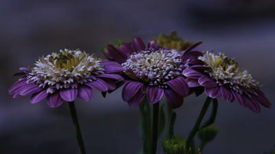 Three flower heads