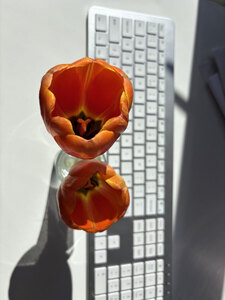 Contrast + Alt + Delete