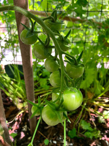 Tomato! Hidemi