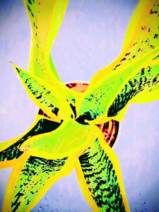 Snake plant abstracted : Pam