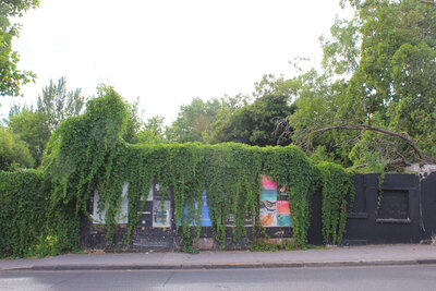 Summer Green Elephant going over the wall : Spud