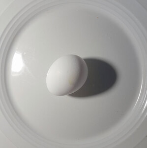 Egg