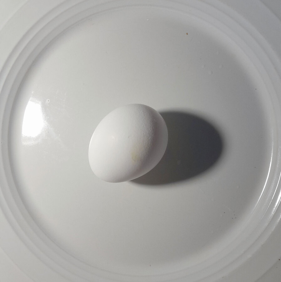 Egg