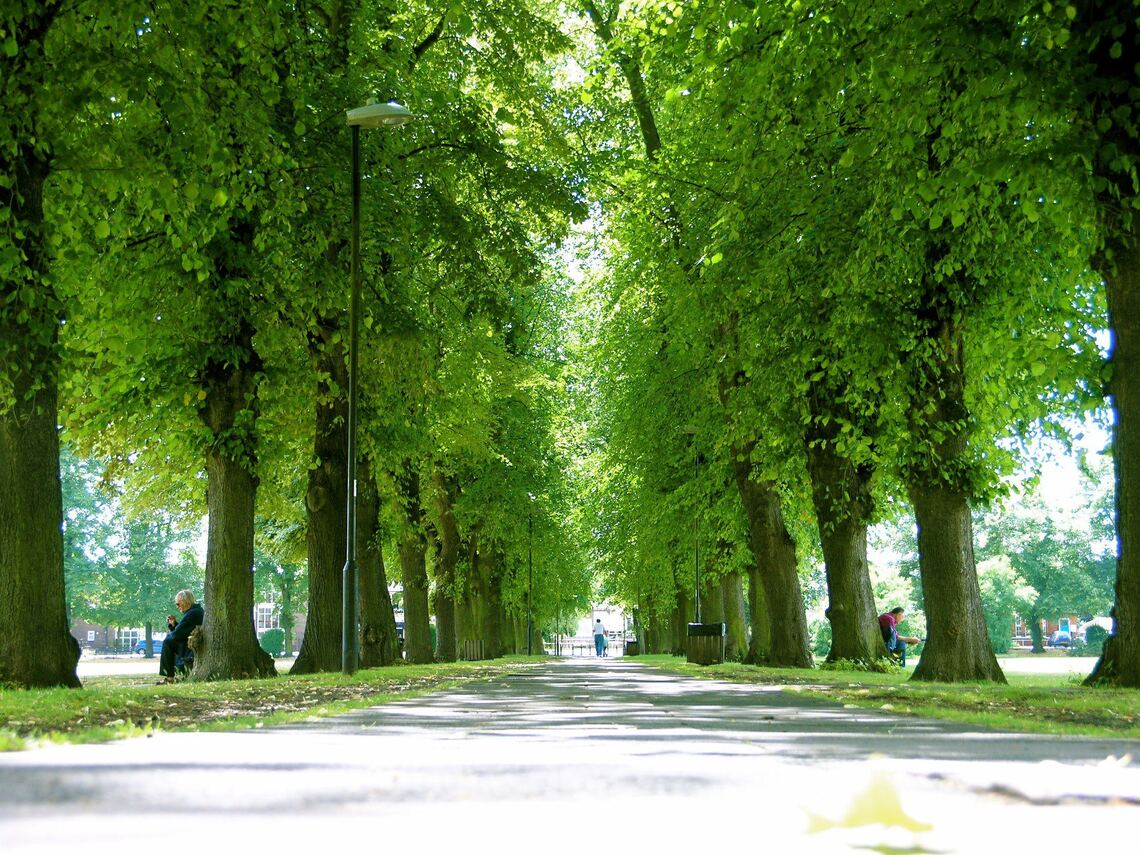 Point  of view of someone walking along a long straight tree lined path through the centre of the park