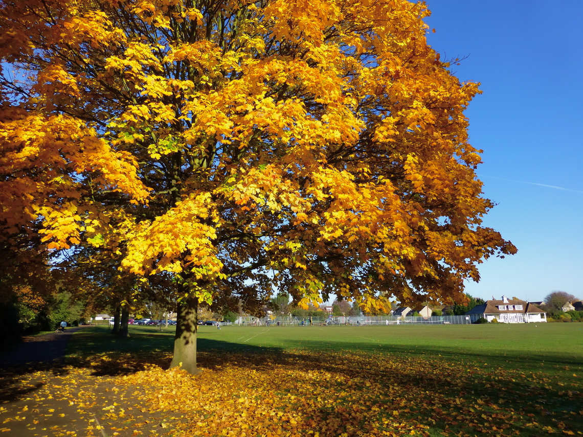 Autumn in Carlisle Park