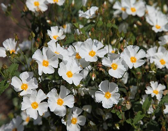 cistus corbariensis