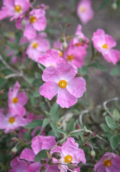 cistus argentus
