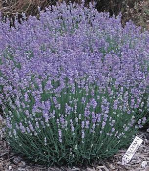 lavandula grosso