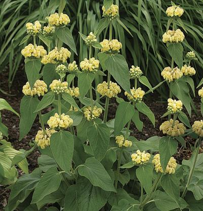 Phlomis 