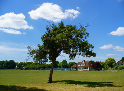 The park in summer