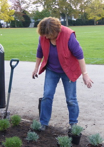 Alison Edwards making sure that the santolina is firmly planted