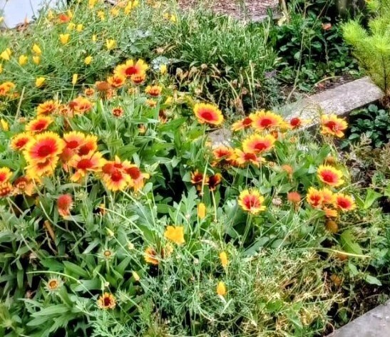 Gazania