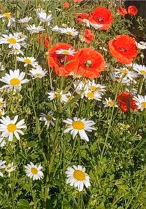 Poppies and ox-eye daisies