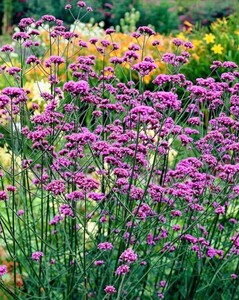 Verbena bonariensis