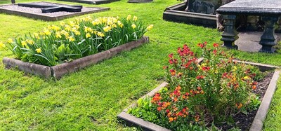 A host of daffodils (and wallflowers)