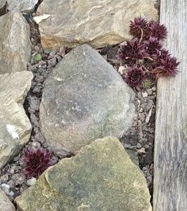 Semperviviums (house-leeks) in a rockery
