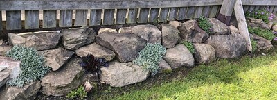 Spreading plants in rockery