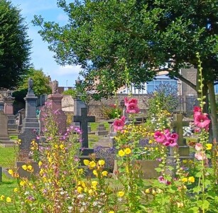 Evening primroses and hollyhocks 