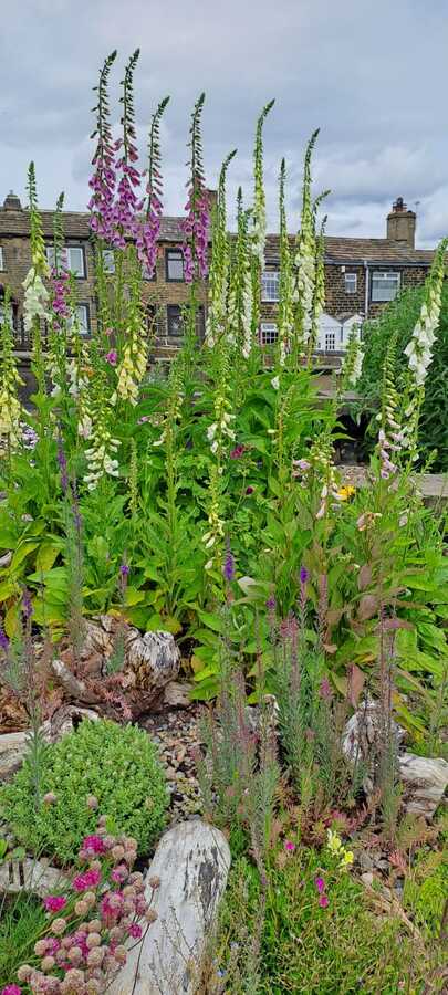 Foxgloves