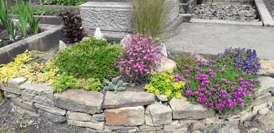 More rockery flowers