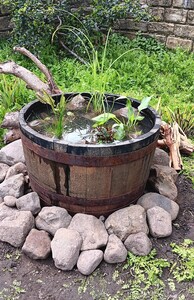 The pond