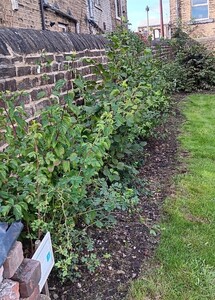 Wildlife hedge one year on