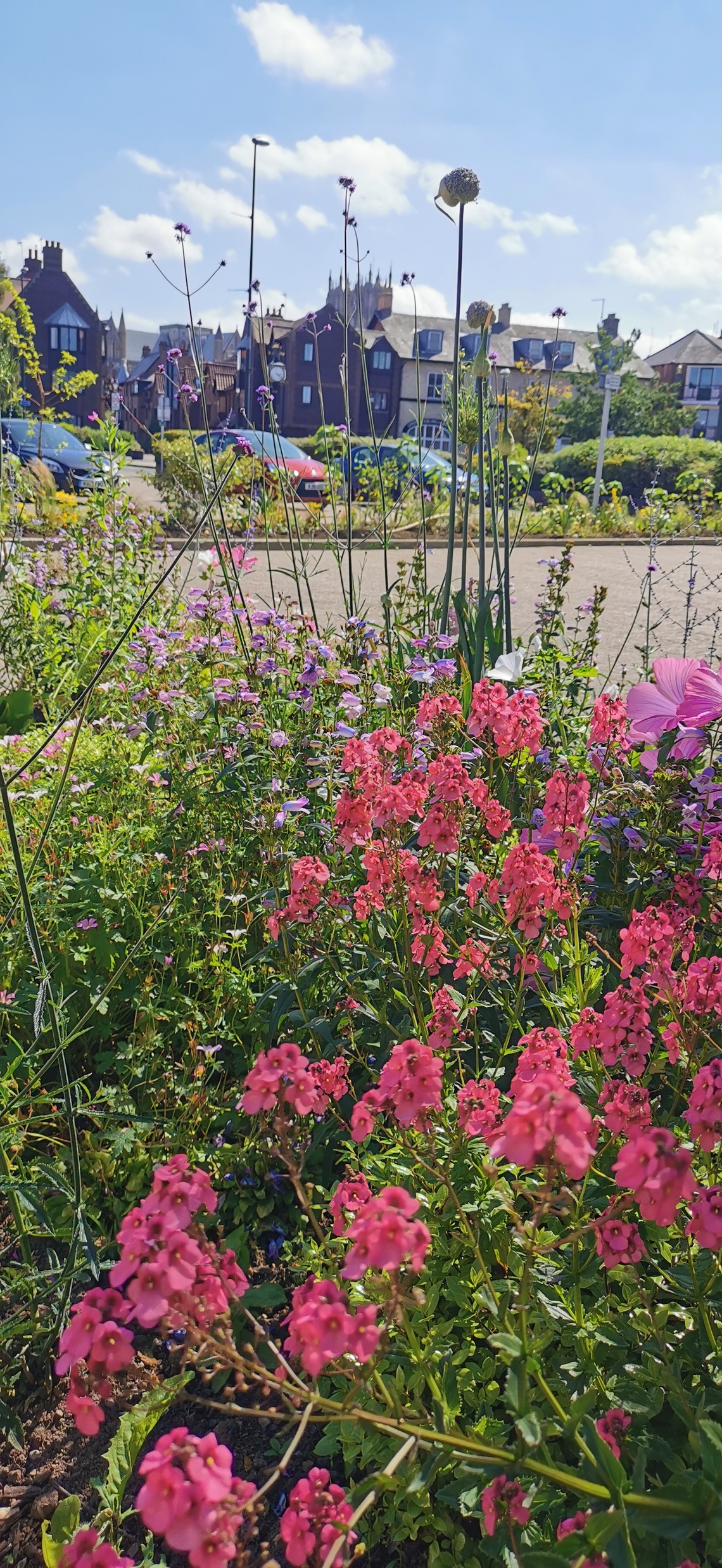Beverley in Bloom, flowers in the station car park, July 2021