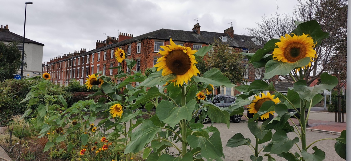 Beverley in Bloom, Sunflower in station car park, July 2021