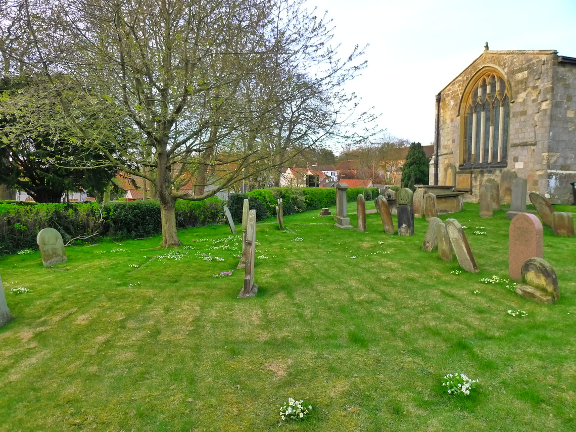 Primroses in All saints Church Graveyard, Hunmanby