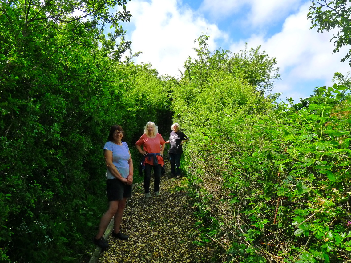 The Outgaits Lane footpth to Royal Oak, village volunteers improve the footpath, Summer 2020