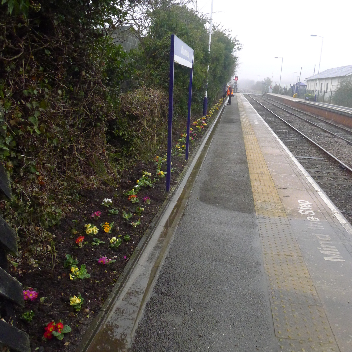 over a thousand primulas were donated by Reighton Nursery for the new long border