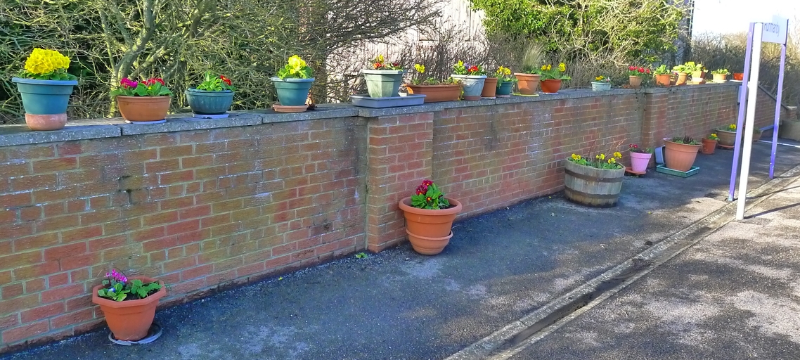 Scarborough platform, primula donation from Reighton Nursery