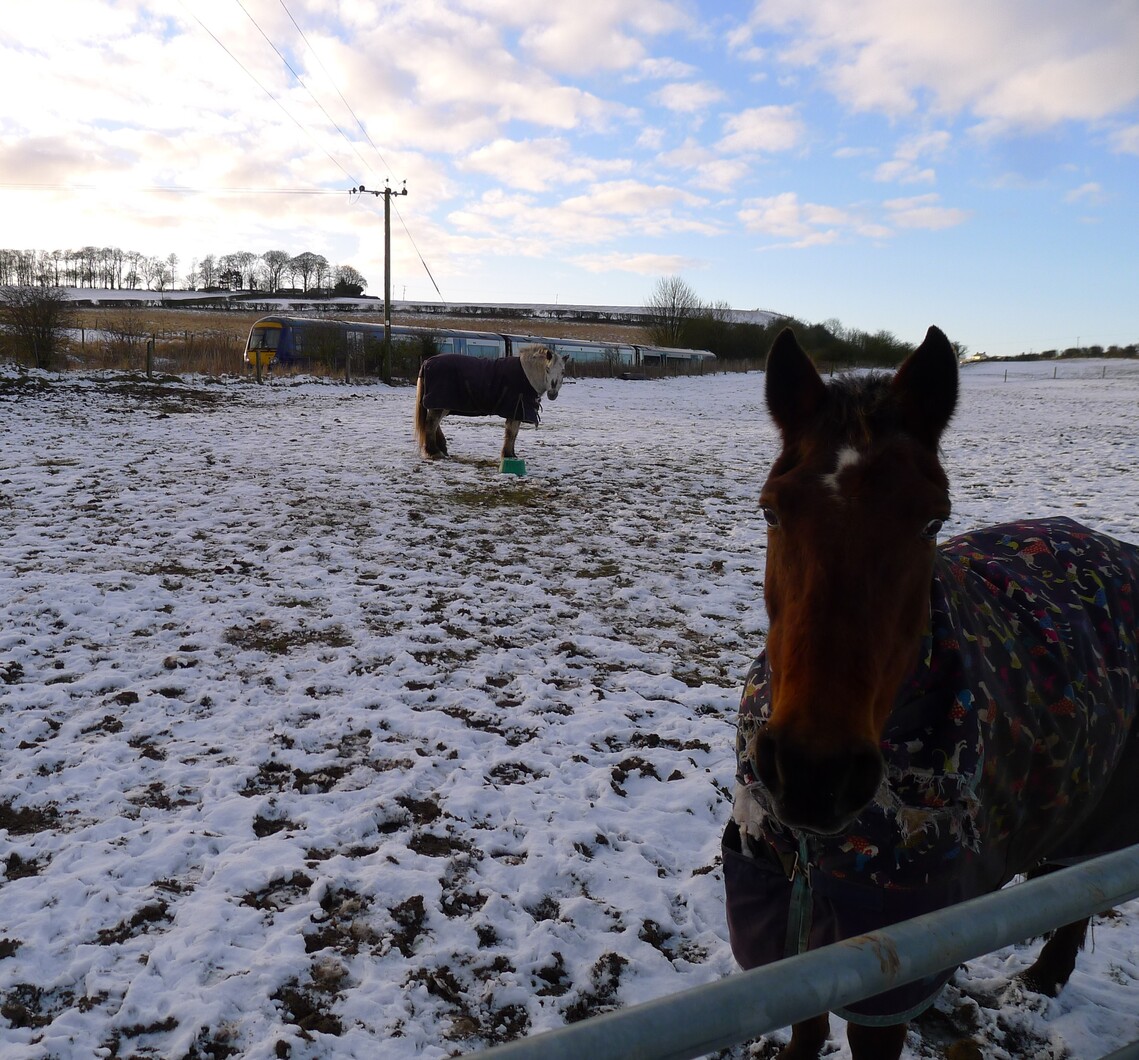 2 horses in snow at Hunmanby with turbo star train